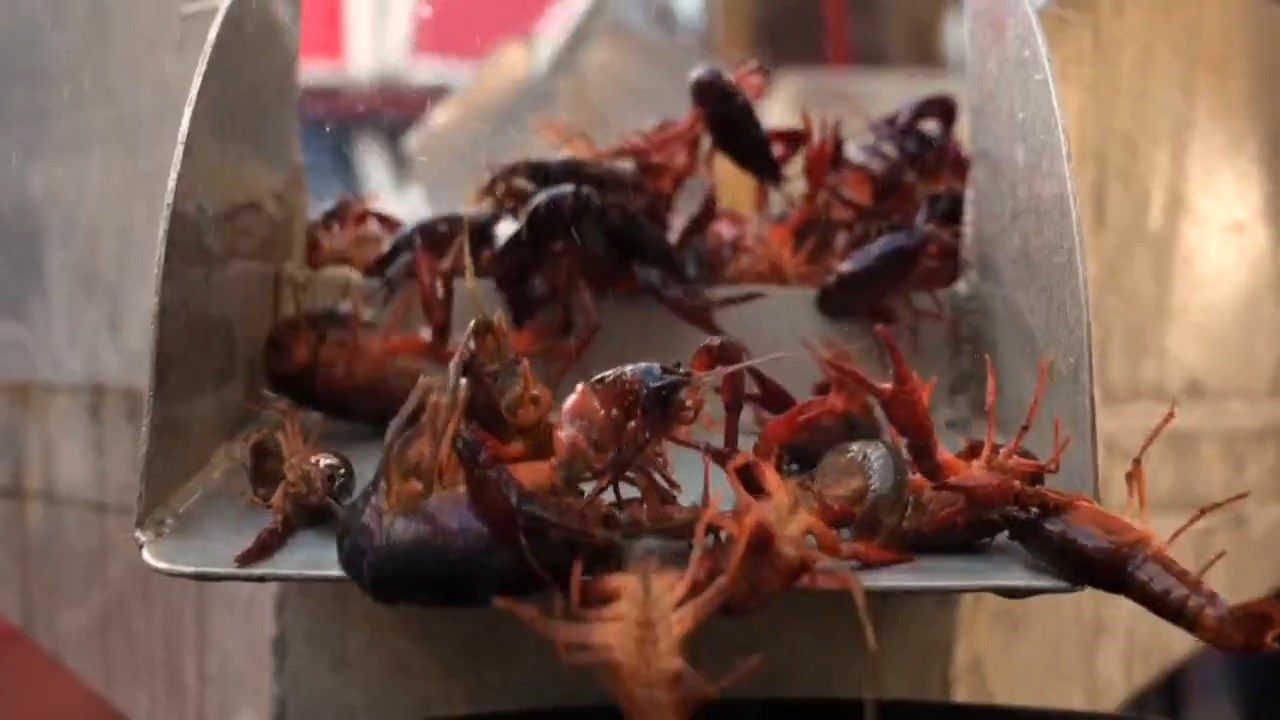 Carry On with Explore Houma 1/15: - Bayou Country Crawfish Trail & Boudin King Cake